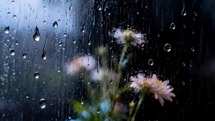 凝雨看花