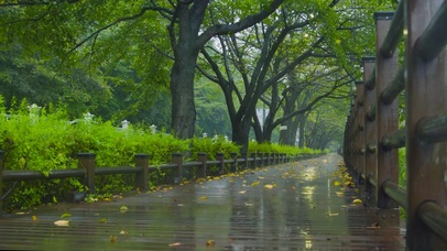雨天树林公园小路