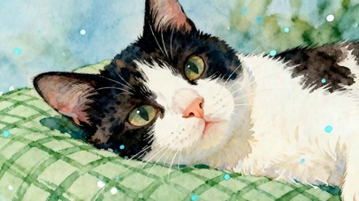 可爱猫咪