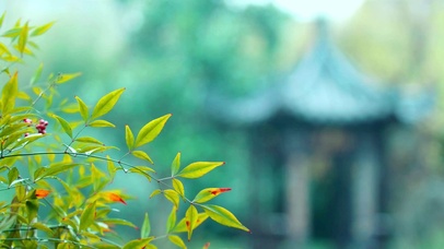 唯美的绿植