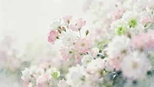 唯美小清新鲜花