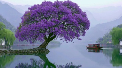 湖边的蓝花楹