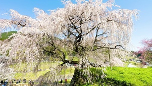 古树樱花
