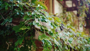 爬山虎