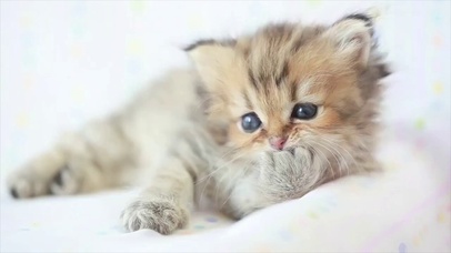 咬爪爪的小猫咪