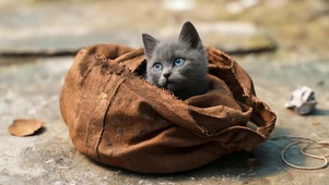 猫咪