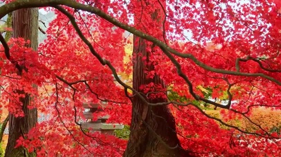 4K唯美枫叶飘落