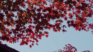 枫叶红