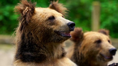 4K修文森林公园动物棕熊大熊