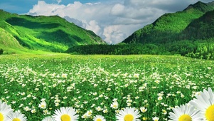 山下花丛