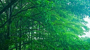 清新自然绿林雷雨