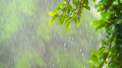 雨中绿叶