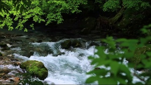 4k森林溪流