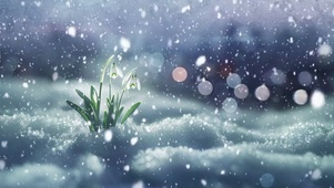 雪中小花