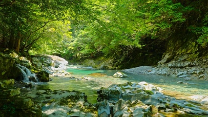 夏日绿林溪流