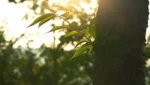 4K夏天唯美植物透过阳光光影