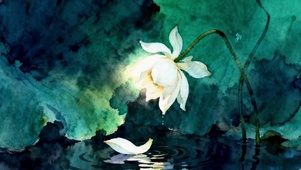 绿叶从白色荷花