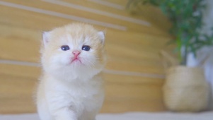 可爱小猫咪