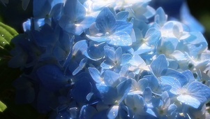 夏日的花朵