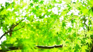 绿色景色
