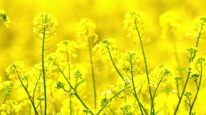 油菜花开的季节