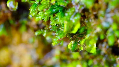 清新护眼绿草水滴