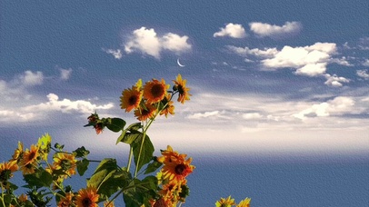 蓝天下的向日葵
