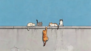 顽皮的猫咪