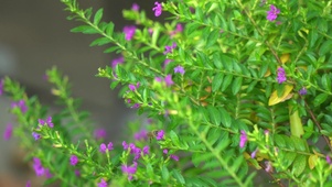 4K唯美花草