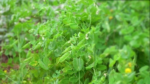 4K绿色有机蔬菜豌豆荚
