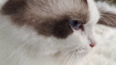 亚瑟点心-是心动啊