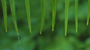 唯美春天的雨