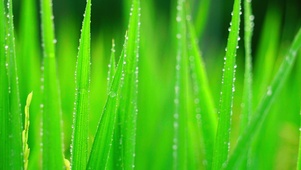 叶子上的露水