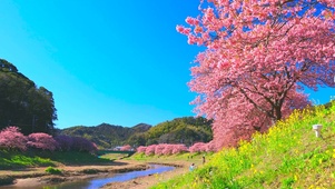 春暖花开河边樱花