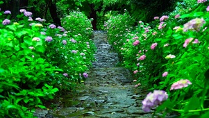雨天护眼花草