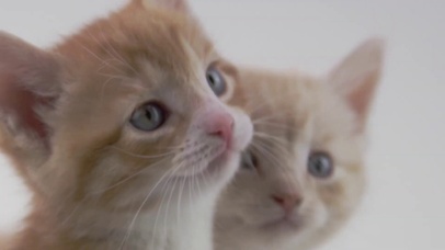 可爱喵咪 幼崽猫咪