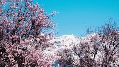 4K唯美西藏景点索松村桃花雪山
