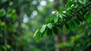 雨中绿叶