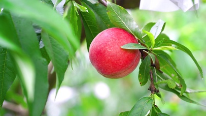 4k唯美夏日树上水蜜桃