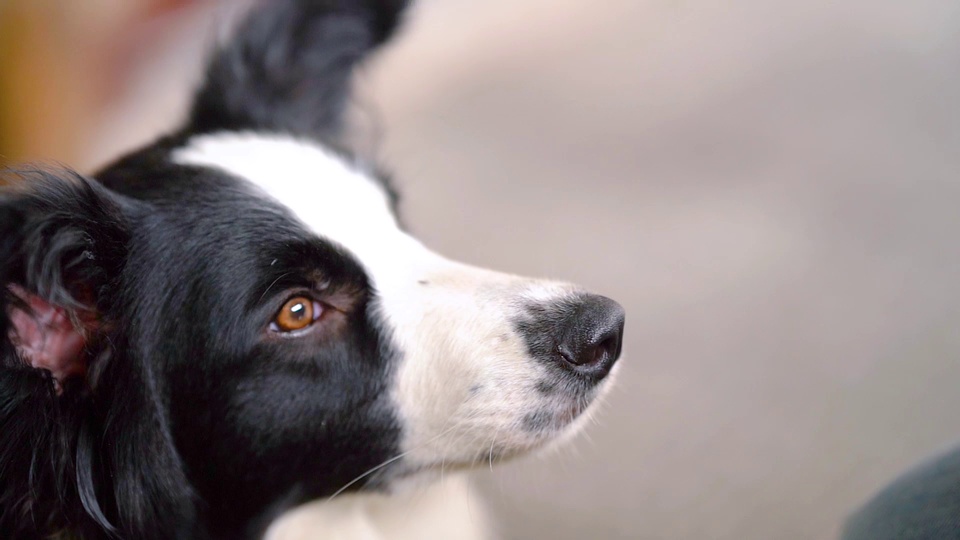 黑白长毛边境牧羊犬侧脸侧对镜头，棕褐色眼瞳，身处虚化的浅灰与暖黄色调室内环境中。