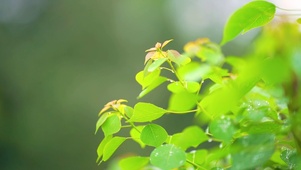 唯美绿植