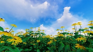 清新花海