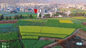 油菜花