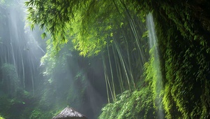 护眼竹林带鱼屏