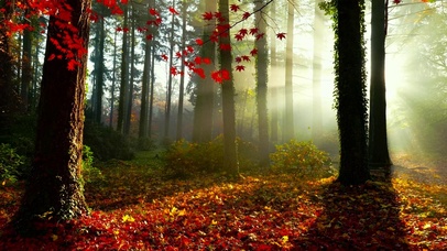 清晨阳光雾气秋林