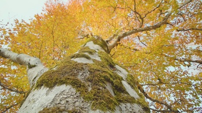 【早秋专题】绝美的仰拍