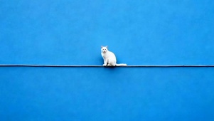 猫咪
