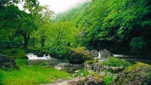 护眼绿林山涧