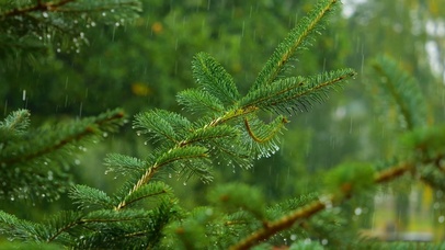 雨中绿树
