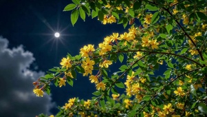 夏夜晴日雨后黄花